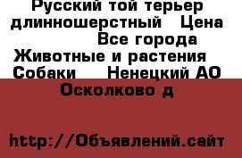 Русский той-терьер длинношерстный › Цена ­ 7 000 - Все города Животные и растения » Собаки   . Ненецкий АО,Осколково д.